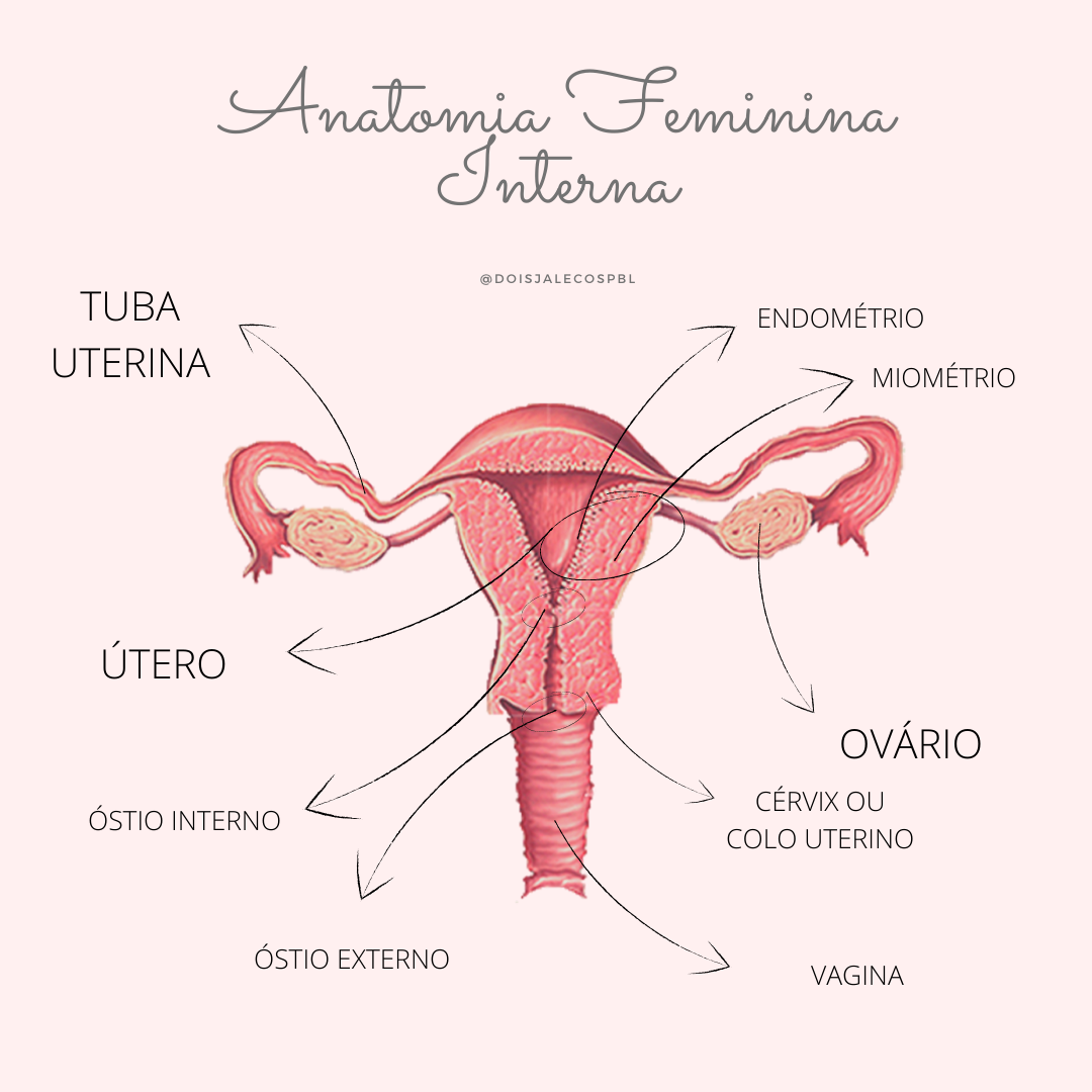 Anatomia Interna Feminina Aprender Sobre 41 Imagem Anatomia Feminina