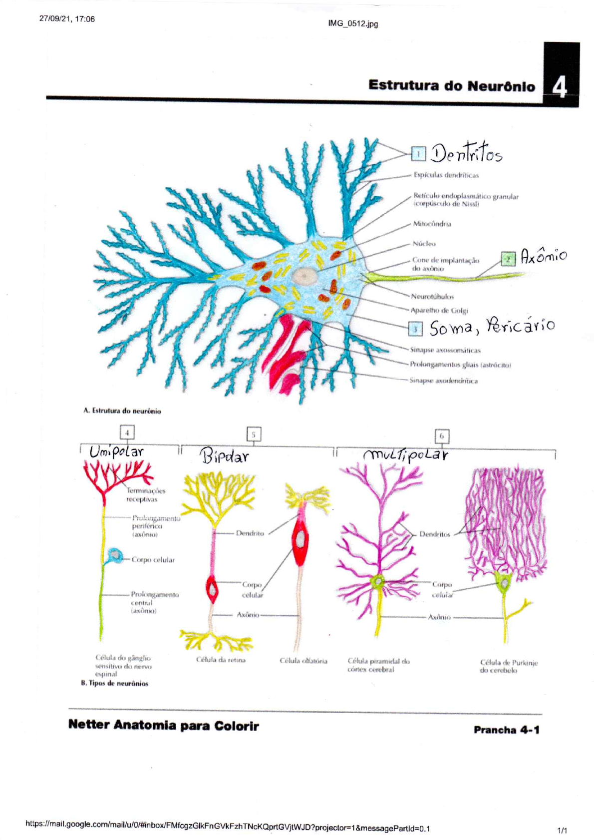 atlas neuro - Neuroanatomia e Neurofisiologia Humana