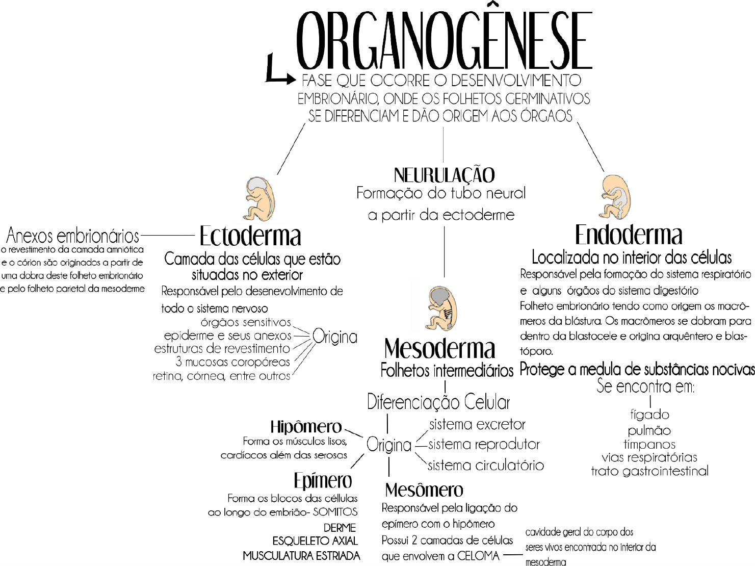 mapa mental organogenese histologia e embriologia veterinária