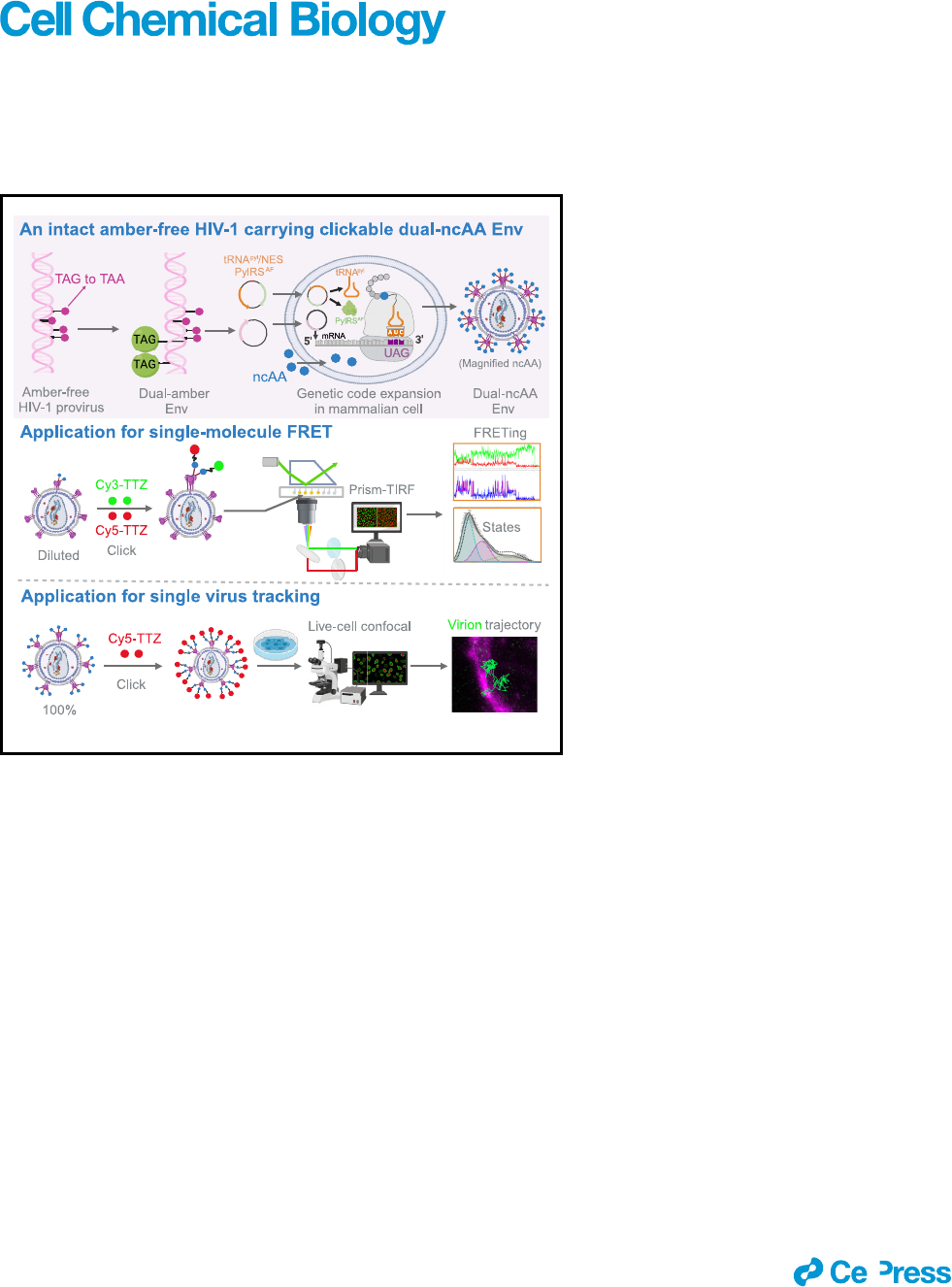 Bioorthogonal-click-labeling-of-an-amber-free-HIV-1-provir 2024  Cell-Chemica - Leitura