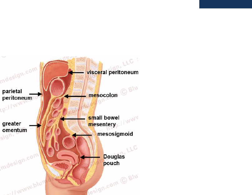 Peritônio e cavidade peritoneal: Anatomia e Função