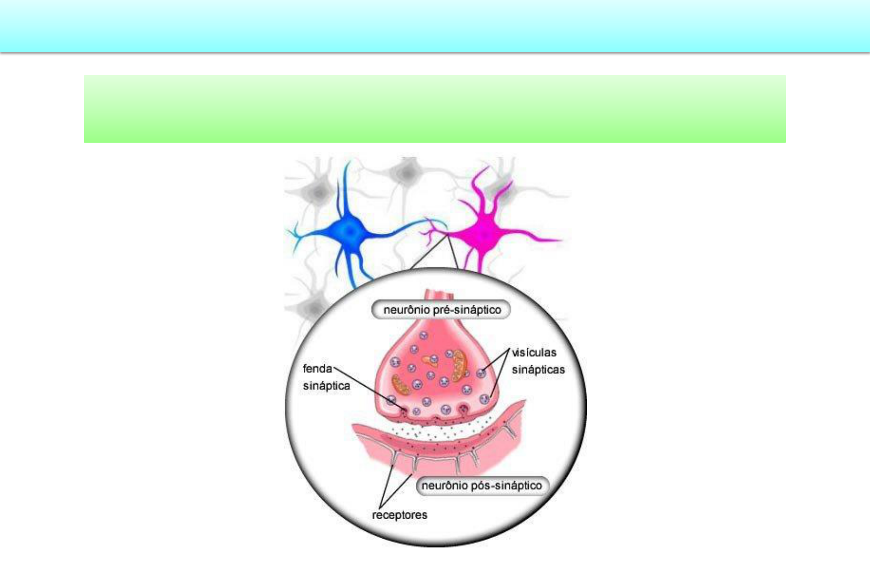 Sinapses Fisiologia Humana I