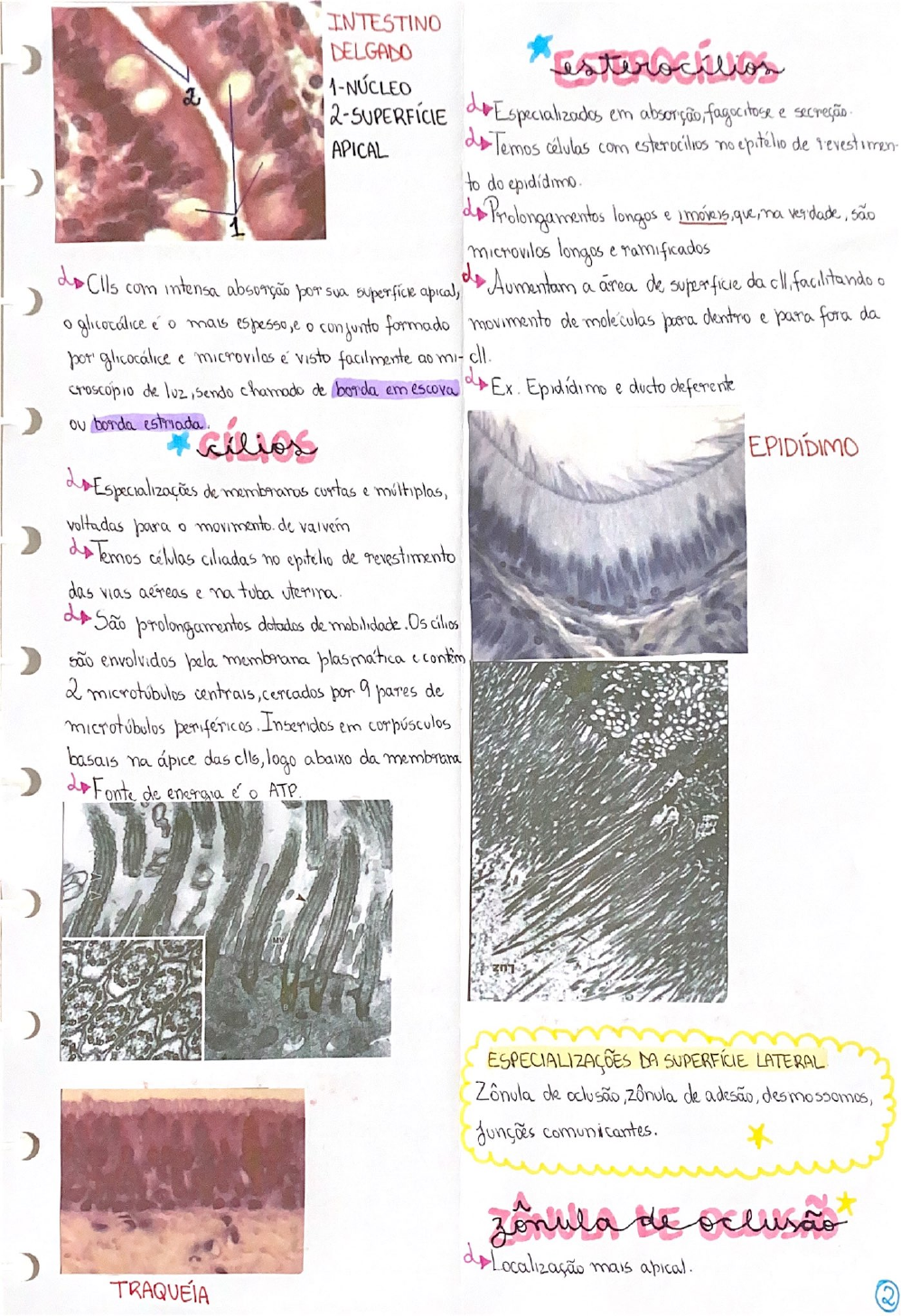 APOSTILA DE HISTOLOGIA TECIDO EPITELIAL DE REVESTIMENTO Histologia I