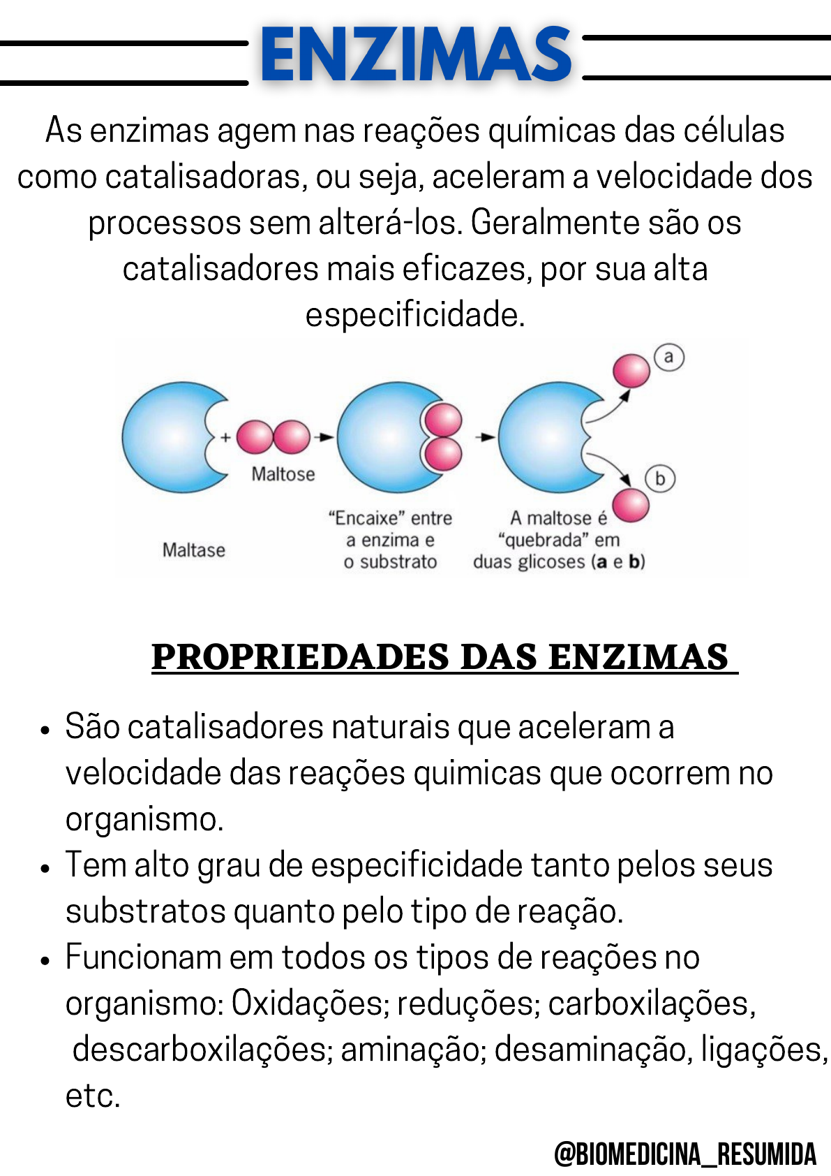 DNA Sínteses enzimáticas da polimerase marcadas ilustração vetorial  educacional . Vetor de stock de ©VectorMine 384645640, image size:1191x1684
