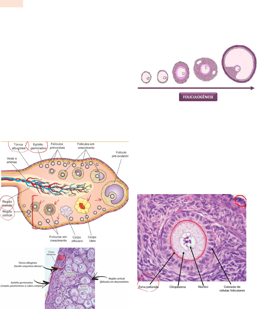 histología del folículo antral