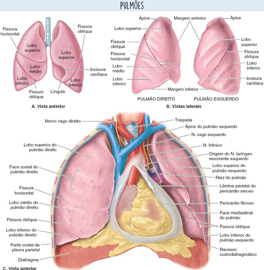 Anatomia das vias aéreas inferiores Anatomia I