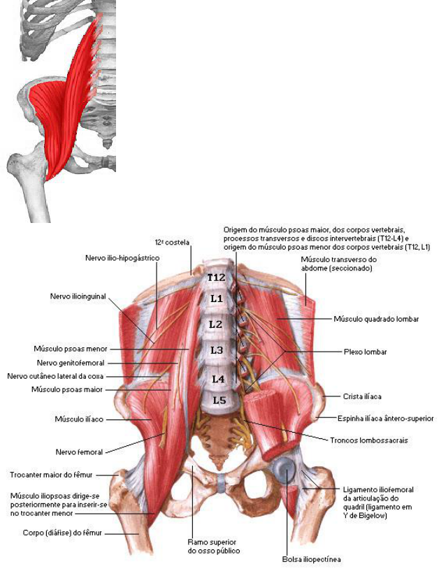 Diagrama De Musculos Dos Membros Inferiores
