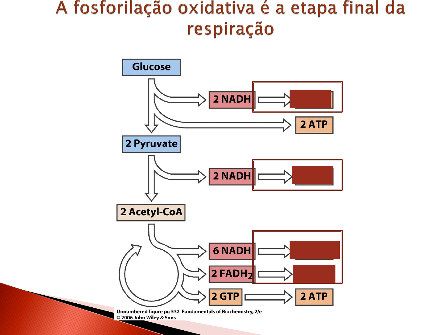 Etapas De Fosforilacao Oxidativa Respiração Celular: Como Funciona,