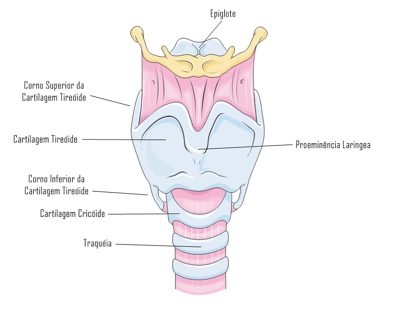 Sistema Respiratório - Laringe - Anatomia Sistêmica