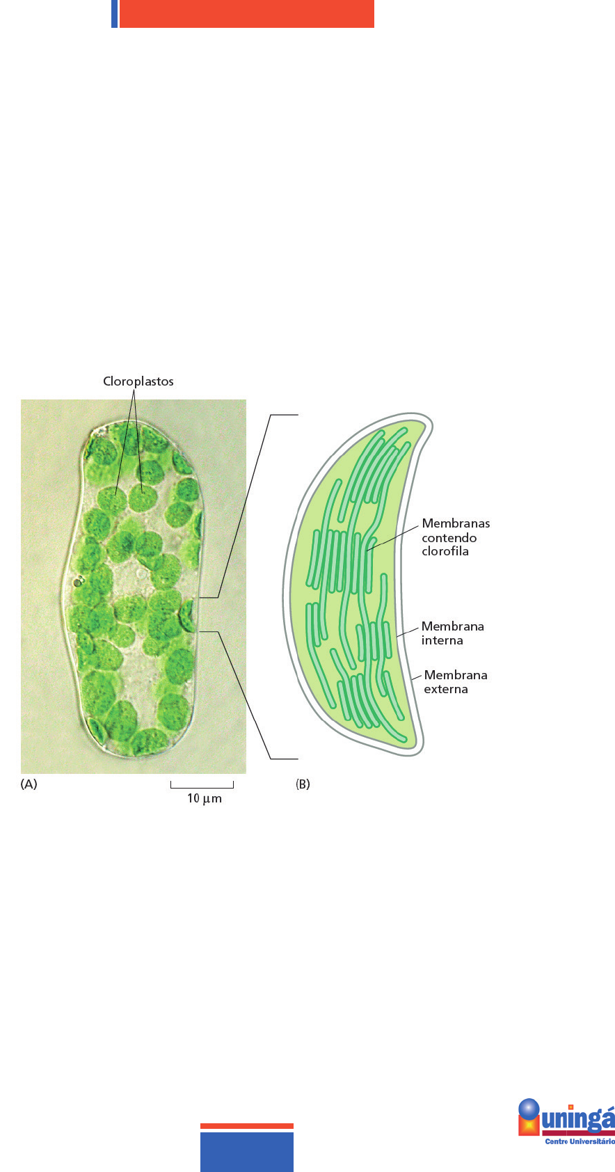 Grátis: EBOOK Anatomia e fisiologia Vegetal - Material Claro e Objetivo em  PDF para Estudo Rápido, image size:884x1684