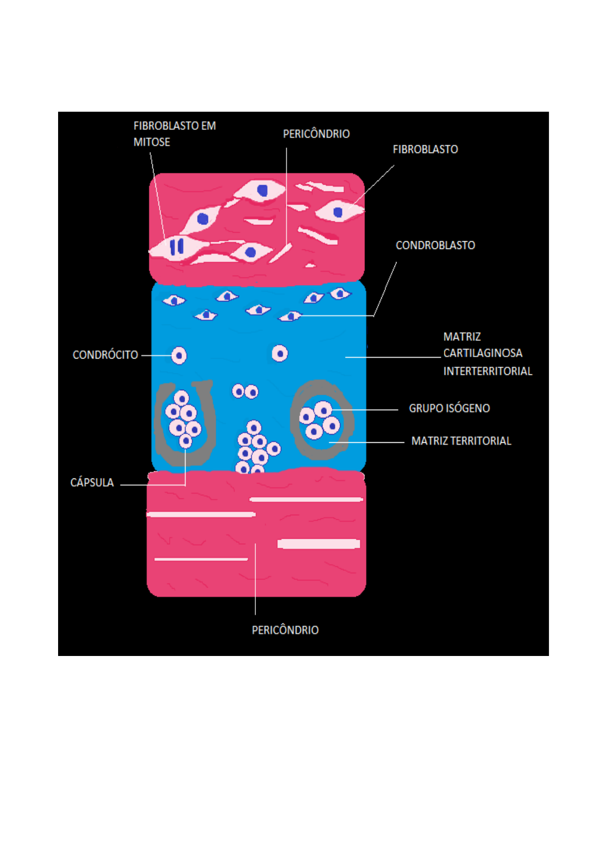 Estrutura Tecido Cartilaginoso - Histologia - Histologia E Embriologia