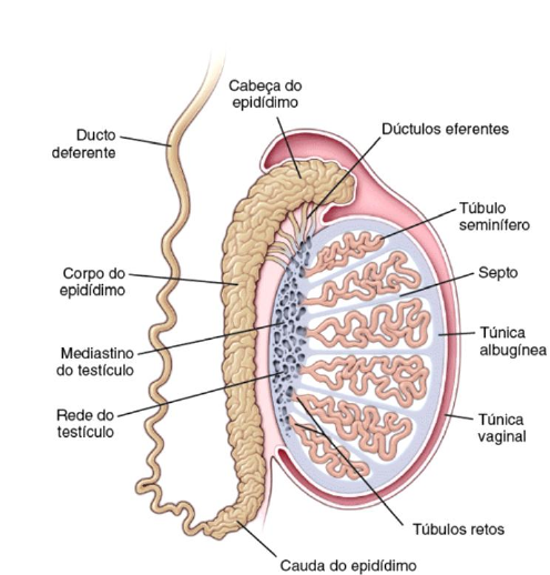 Diagrama Do Epididimo Sistema Reprodutor Masculino