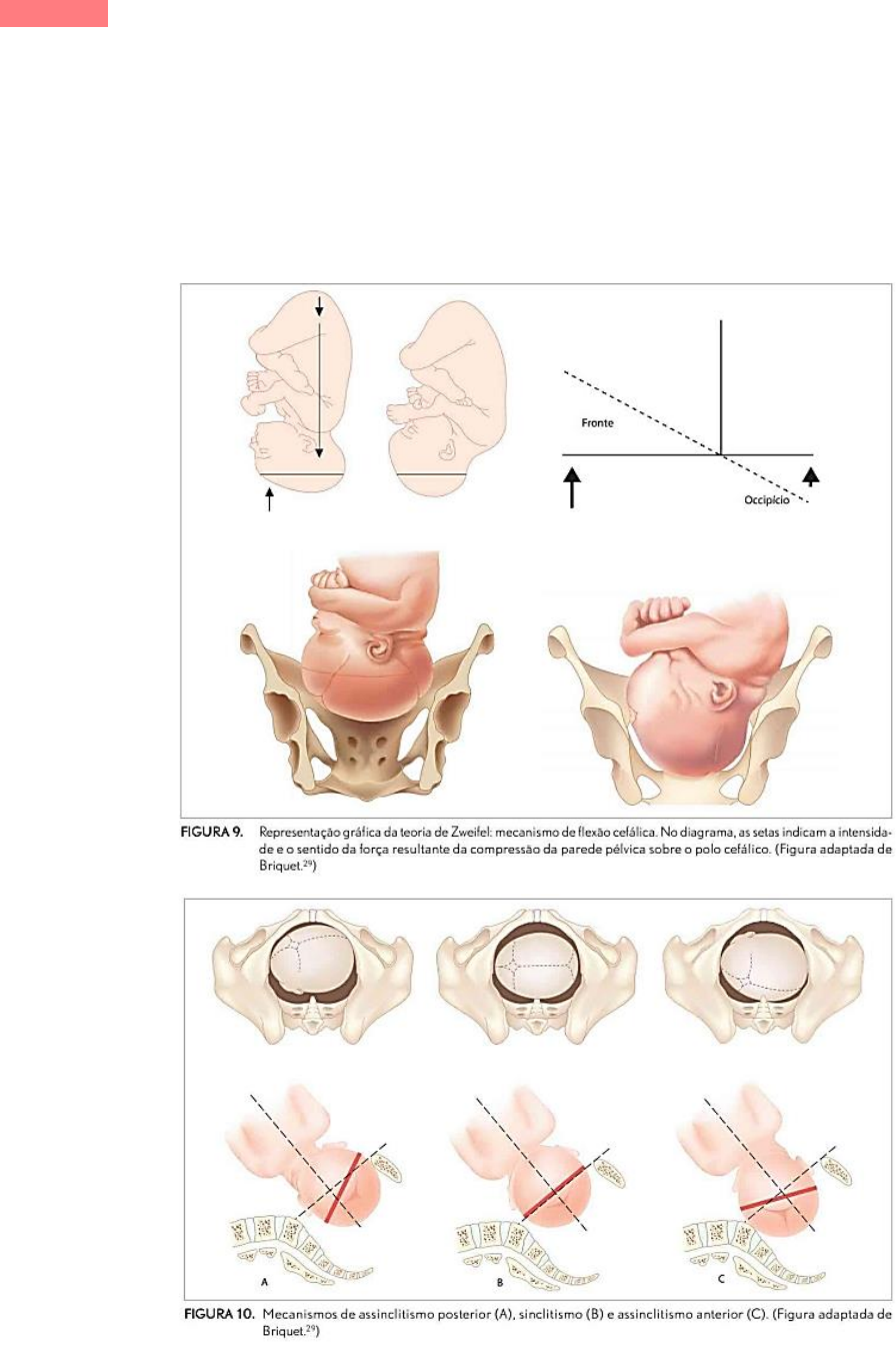 Grátis: Tutorial 3 - Saúde da Mulher - Material Claro e Objetivo em PDF  para Estudo Rápido, image size:896x1344