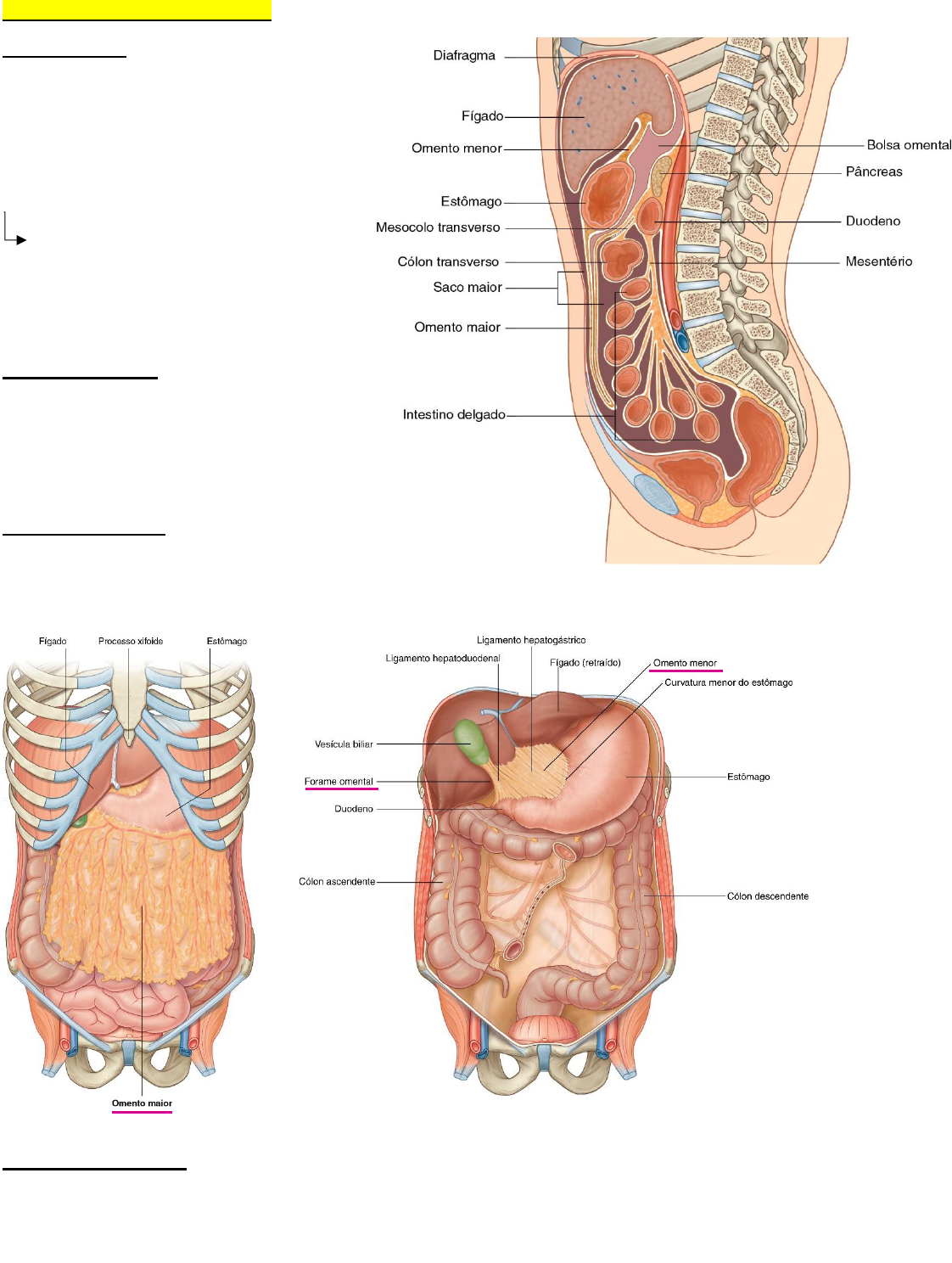 Grátis: ANATOMIA DA CAVIDADE ABDOMINAL (POR REBECA ZILLI) - Material Claro  e Objetivo em PDF para Estudo Rápido, image size:1122x1488