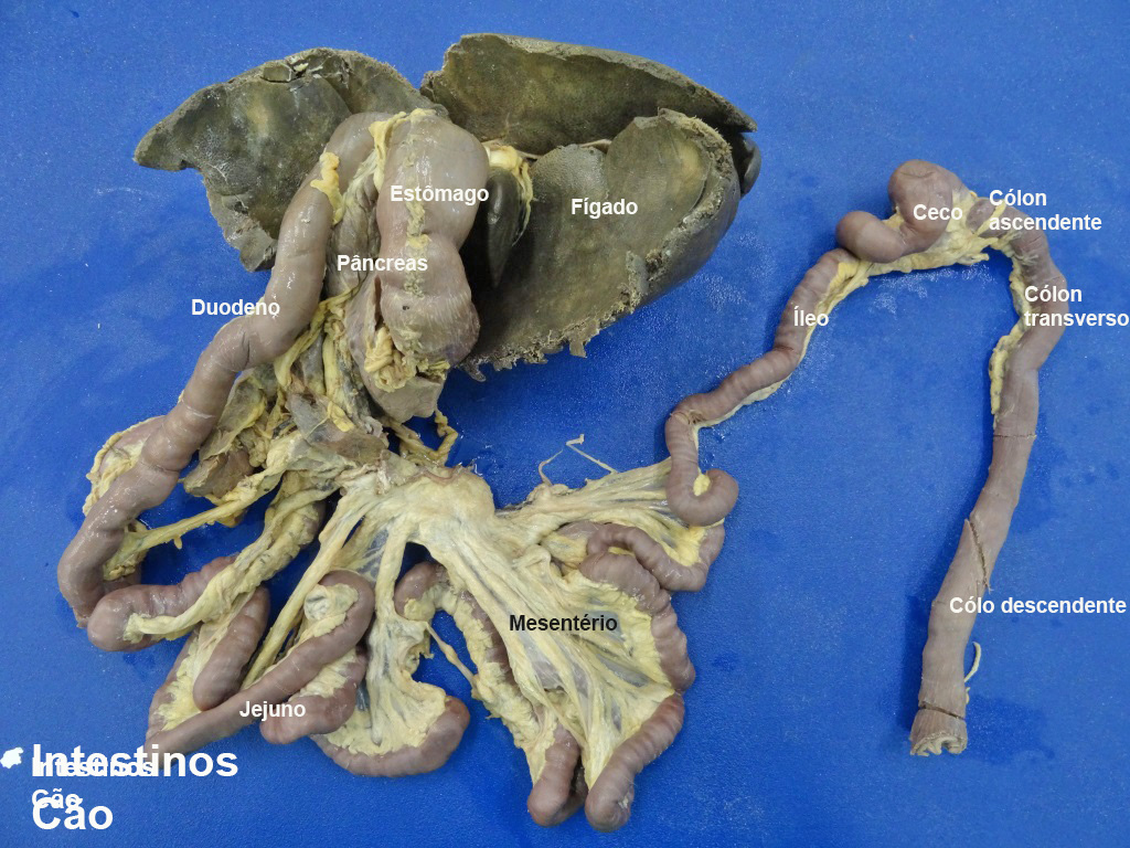 intestino cao (7)b - Anatomia Veterinária I