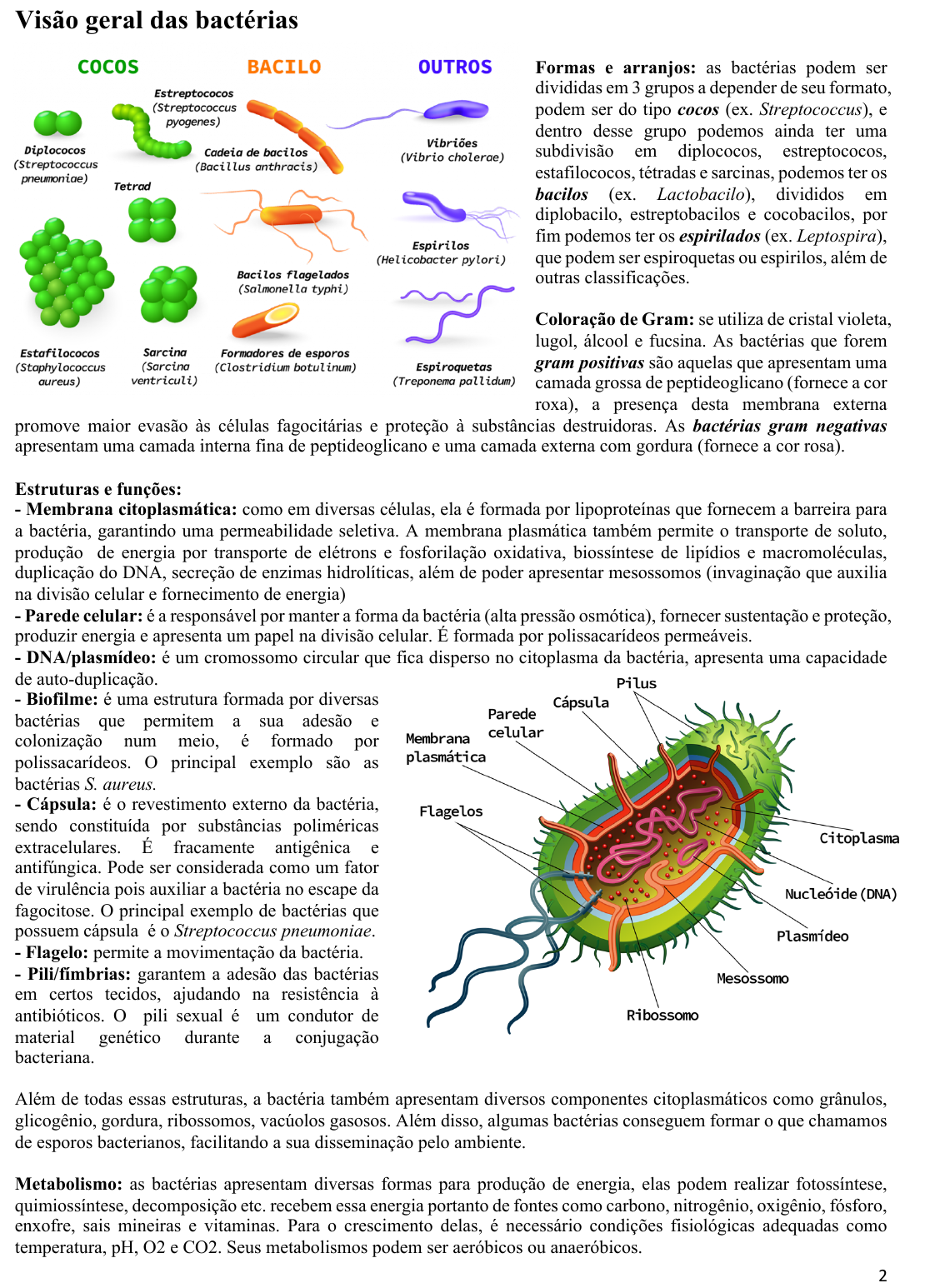 Compreendendo o Staphylococcus Aureus: Uma infecção bacteriana comum - GENE  MEIDIKE