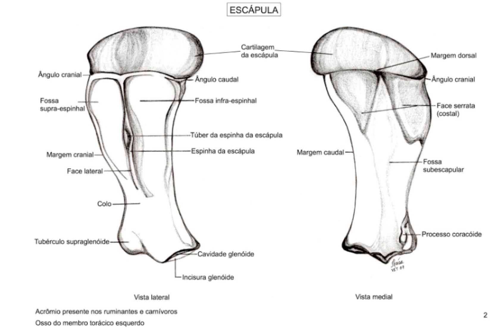 Esqueleto de caballo de cría modelo 3D Modelo 3D $149 - .3ds .c4d .fbx .ma  .obj .max .unitypackage .upk .gltf .usdz - Free3D, image size:1684x1110