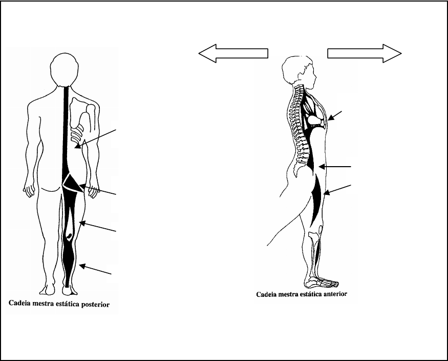 Coluna vertebral PUC Rio - Fisioterapia