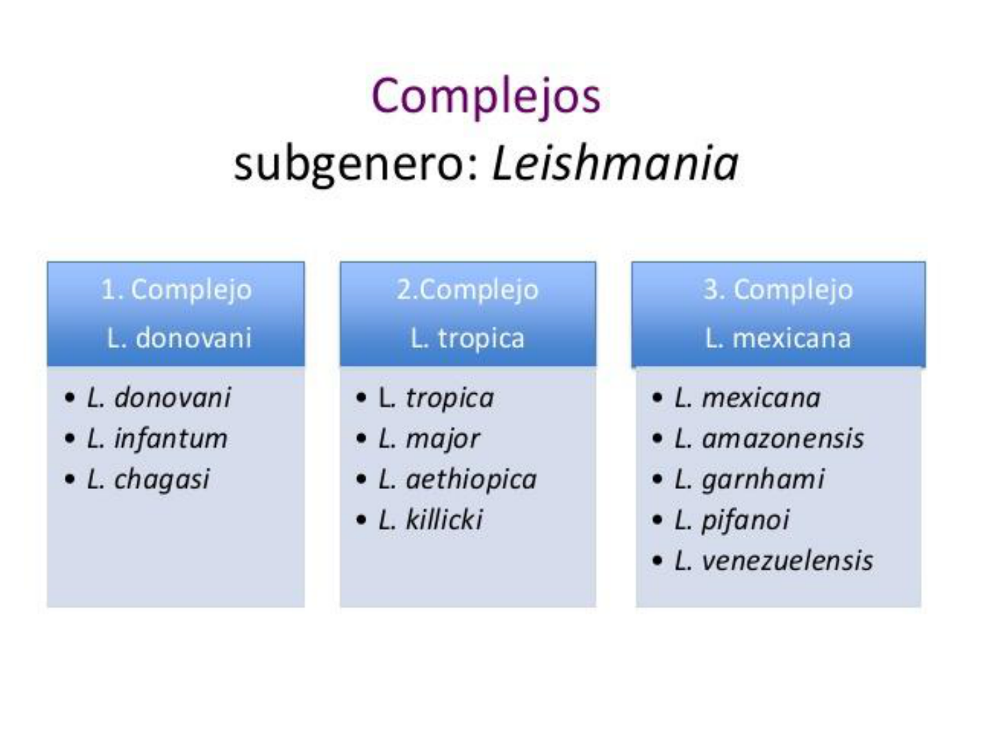 morfología de leishmania donovani