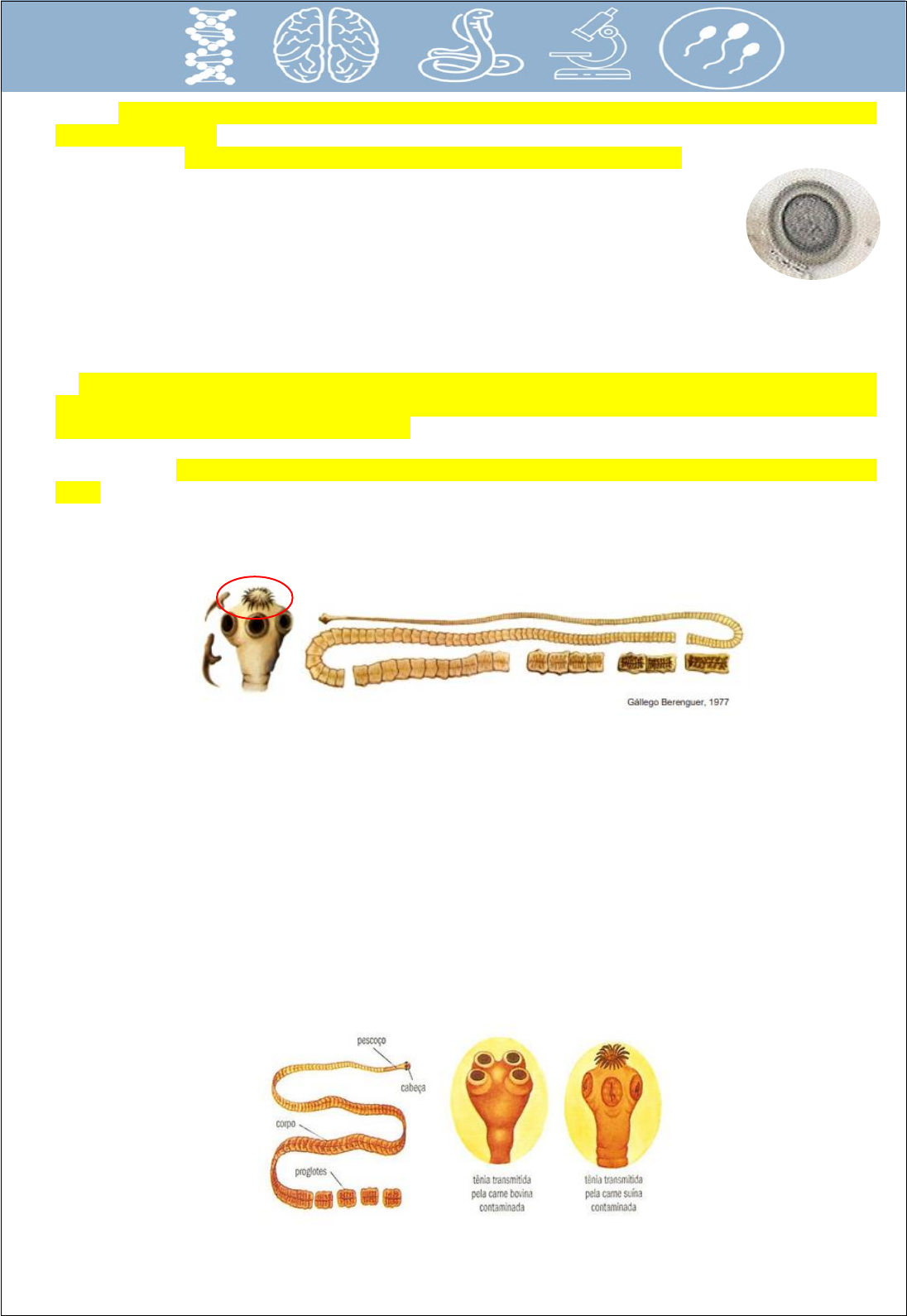 24.6: Infecções helmínticas do trato gastrointestinal - Global, image size:1096x1589