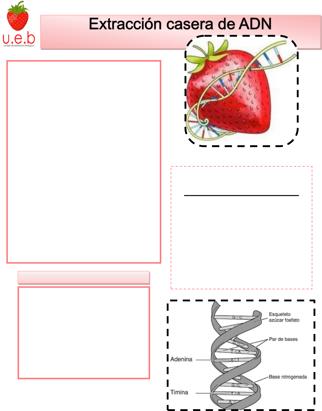 extracción de adn de fresas