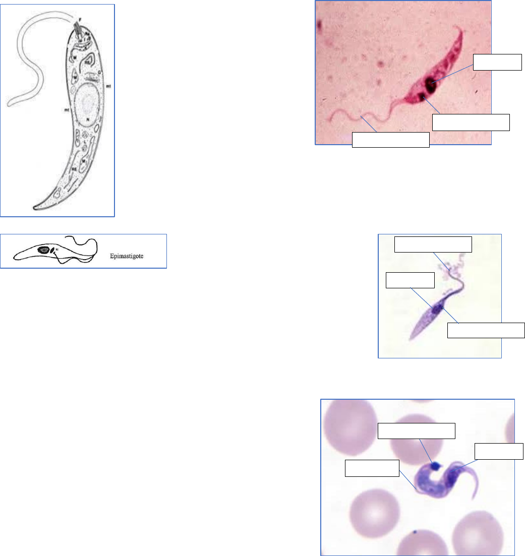 Fitoremediación de Aguas Contaminadas | PDF | Salinidad | Cromosoma, image size:1041x1103