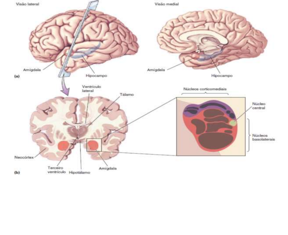 Grátis: Neurociência: A Ciência do Cérebro - Material Claro e Objetivo em  PDF para Estudo Rápido, image size:986x806