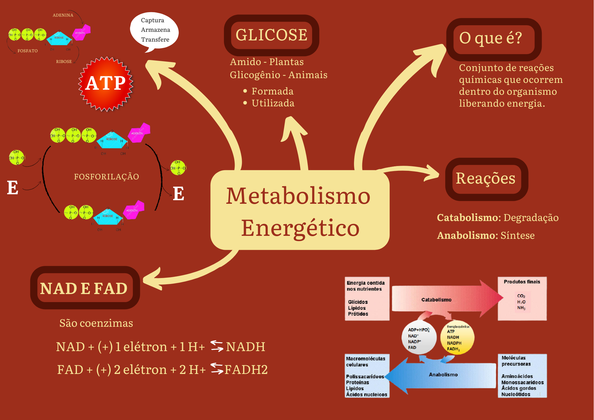 Mapa Mental Do Metabolismo Energ tico Biologia E Bioqu mica
