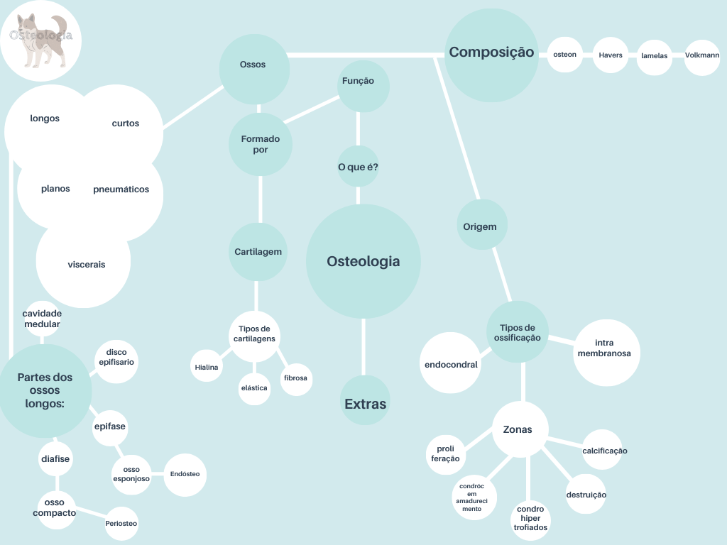 Mapa mental simplificado Osteologia Veterinária - Anatomia Veterinária I