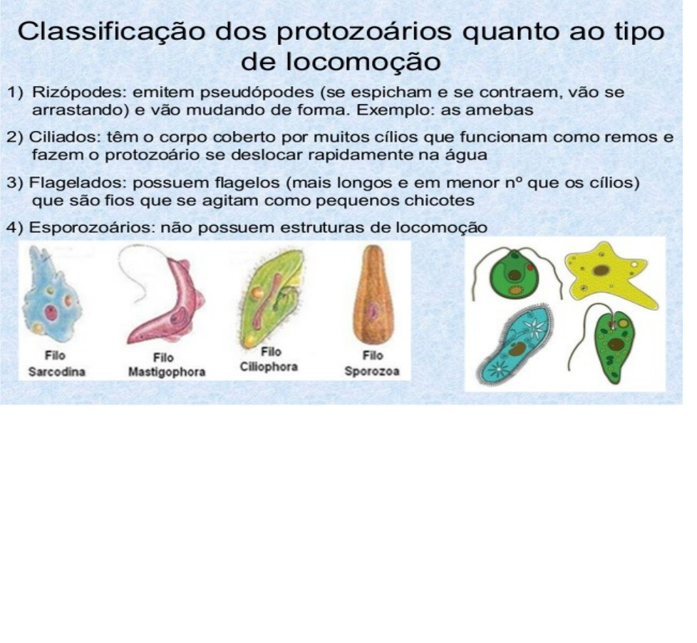 imagens de protozoários