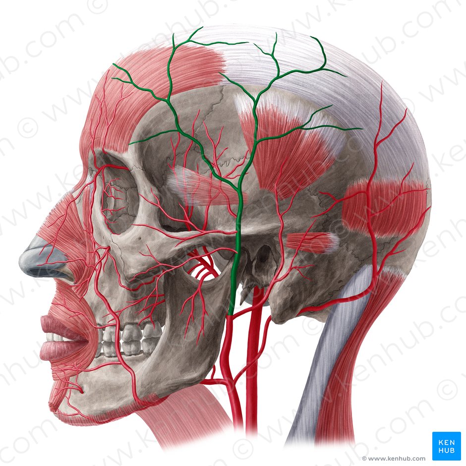 Art Rias Dos Cr Nio Anatomia De Cabe A E Pesco O