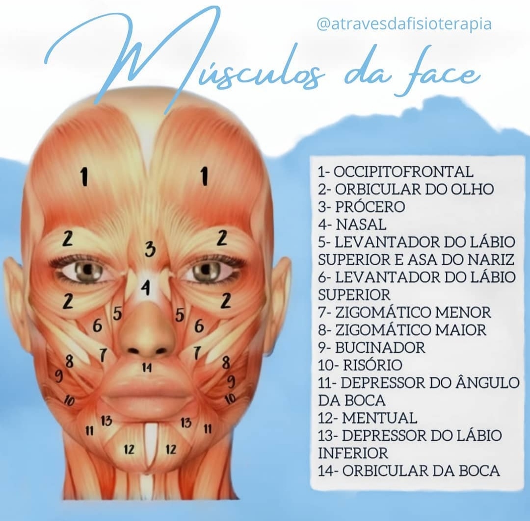 Musculos Da Face By Scarletguedes On Deviantart Gamba Vrogue Co