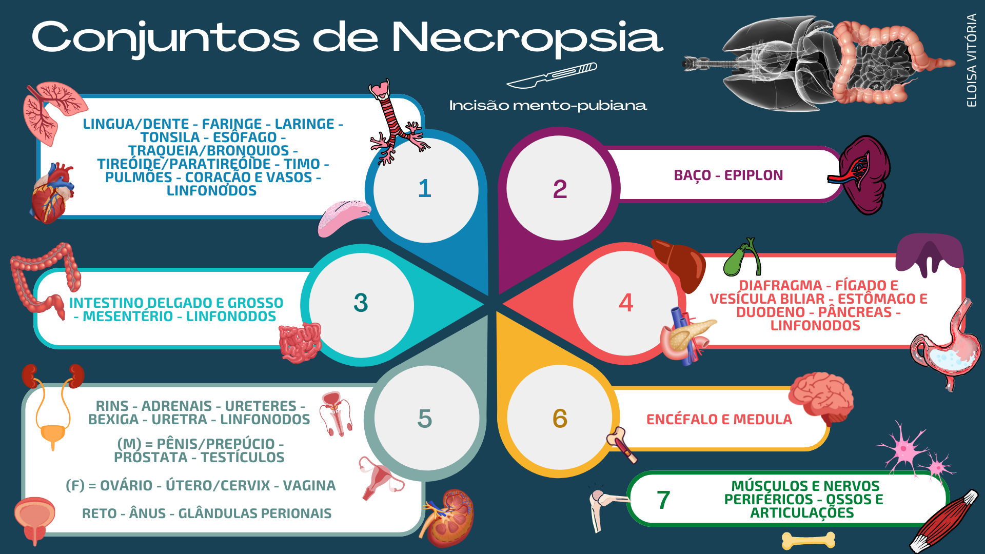 Grátis: conjuntos de necropsia - Material Claro e Objetivo em PDF para  Estudo Rápido, image size:1920x1080