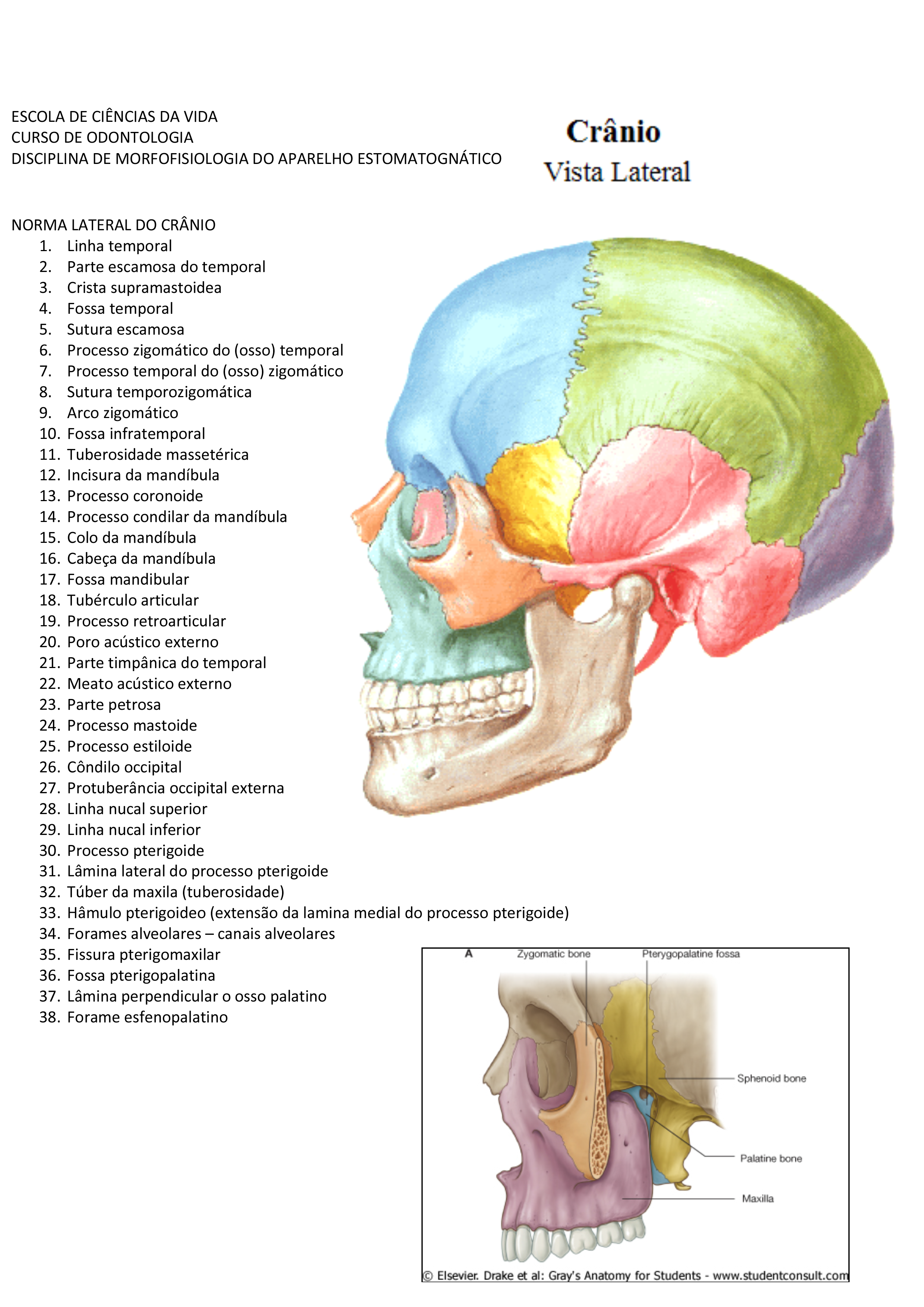 Mandíbula - Vista Medial  Anatomia dos ossos, Anatomia cabeça e pescoço,  Crânio anatomia
