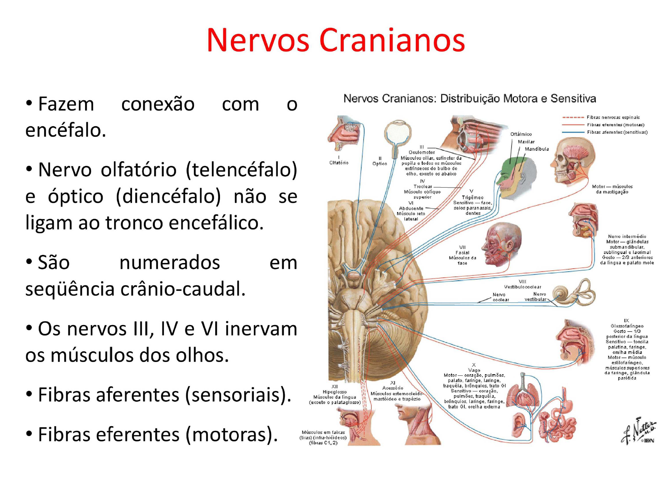 Sistema Nervoso Periférico (Nervos Cranianos) Anatomia I