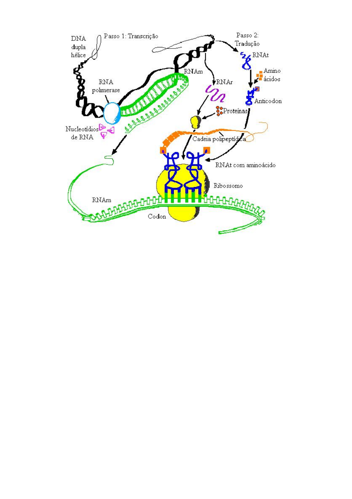 Esquema representativo do mecanismo de transcrição, tradução e