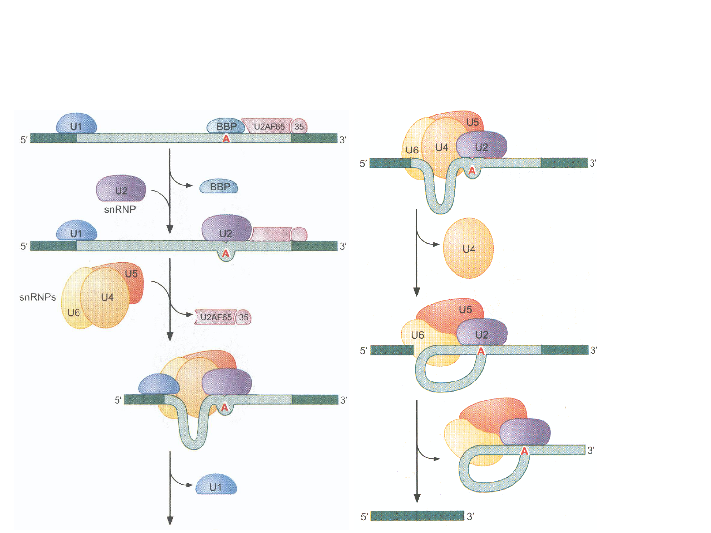 Grátis: Processamento do mRNA eucariótico - Material Claro e