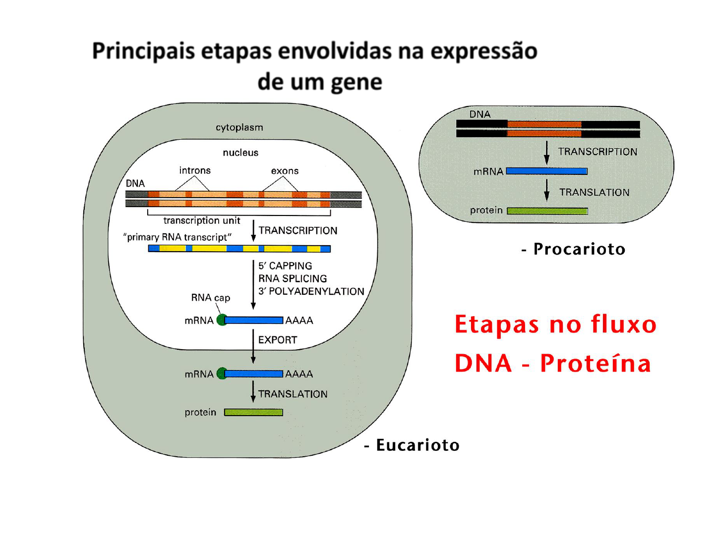 Grátis: Processamento do mRNA eucariótico - Material Claro e