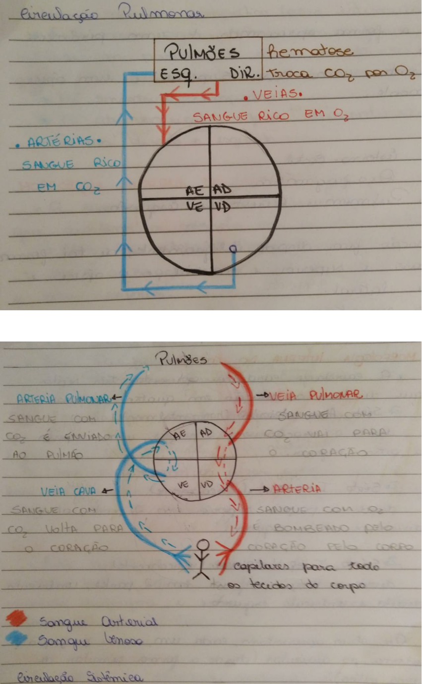 Pequena E Grande Circulação Anatomia Sistêmica Pequena E Grande Circulação Anatomia Sistêmica