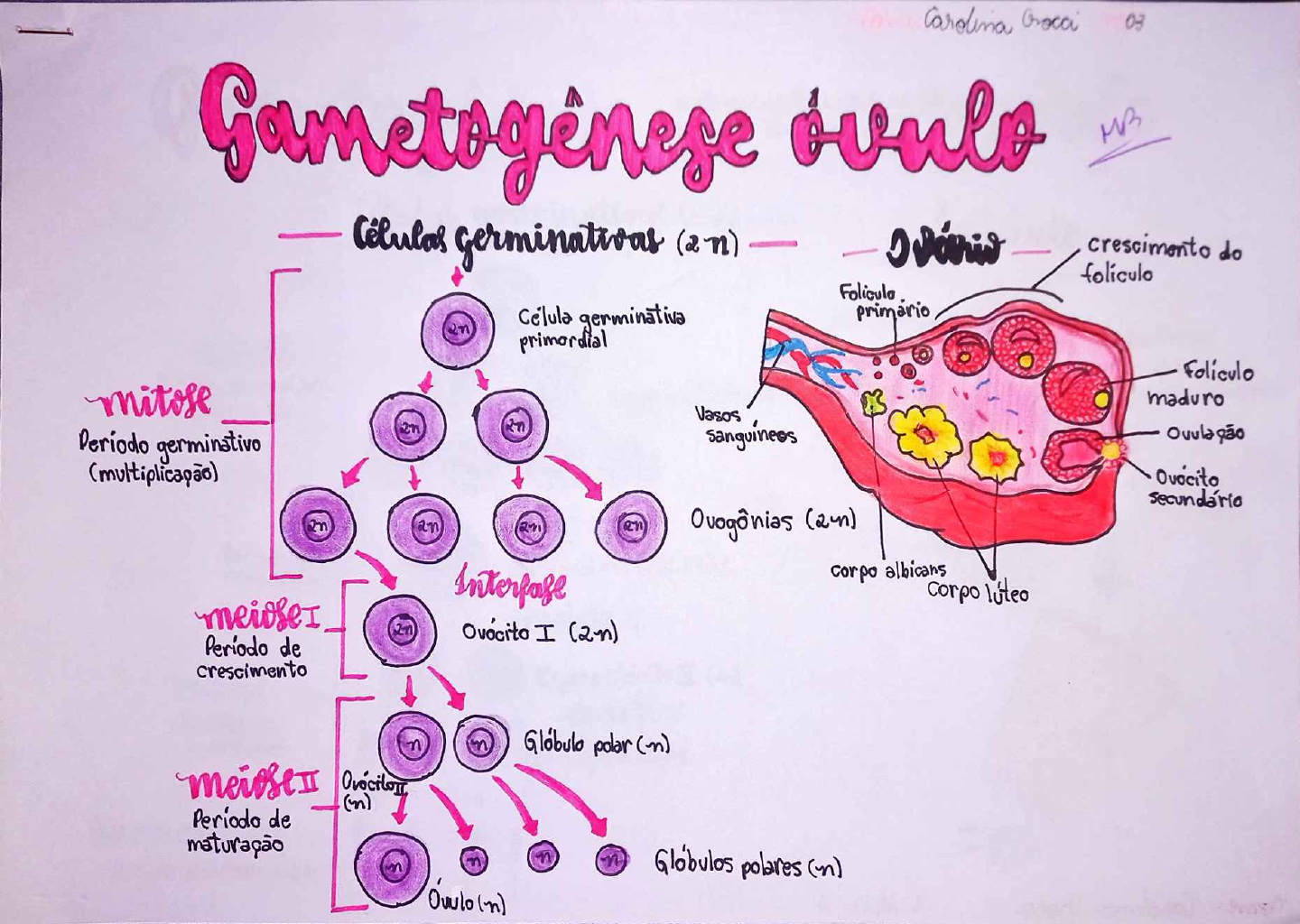 Desenhos Gametogênese E Ciclo Hormonal - Biologia