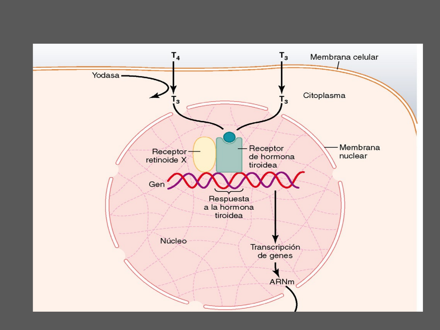 receptor de la hormona tiroidea