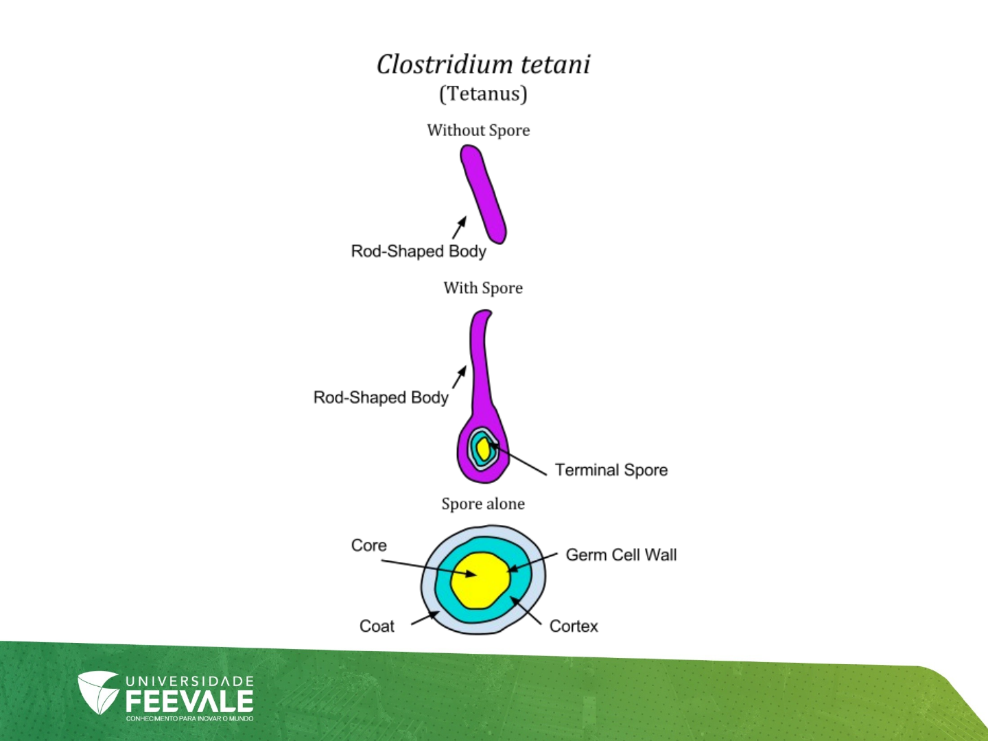 Grátis: Clostridium tetani - Microbiologia - Material Claro e Objetivo em  PDF para Estudo Rápido, image size:1440x1080
