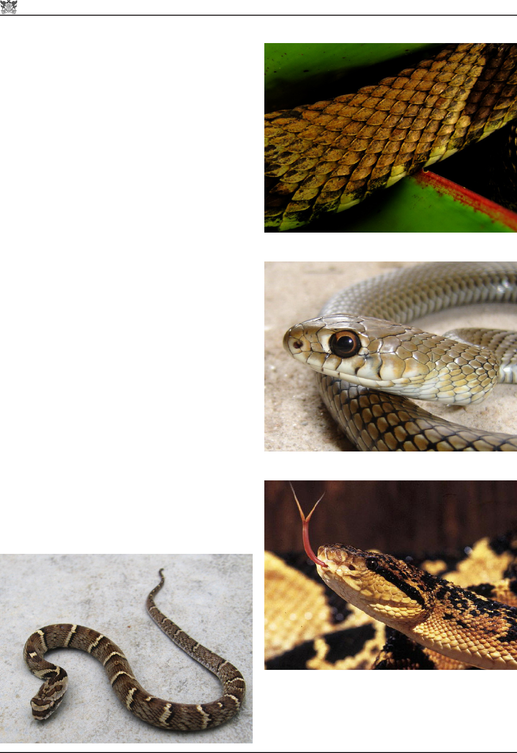 Serpentes Brasileiras: Diversidade e Identificação - Zoologia