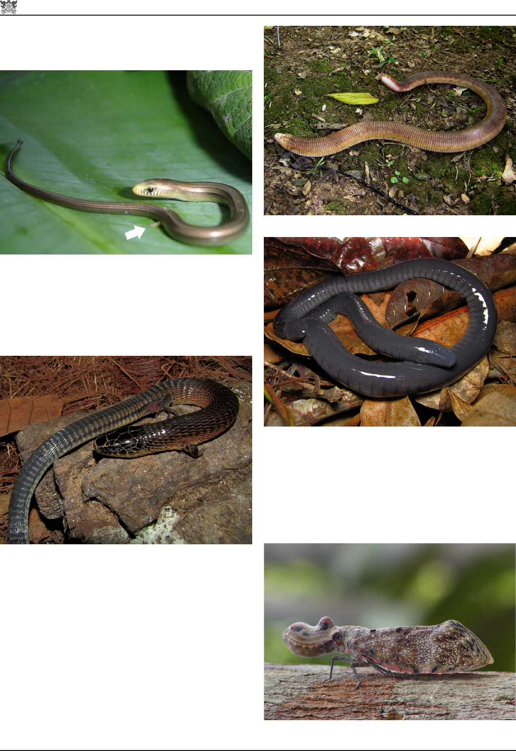 Serpentes Brasileiras: Diversidade e Identificação - Zoologia