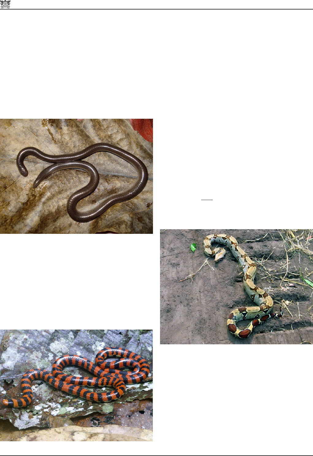 Serpentes Brasileiras: Diversidade e Identificação - Zoologia