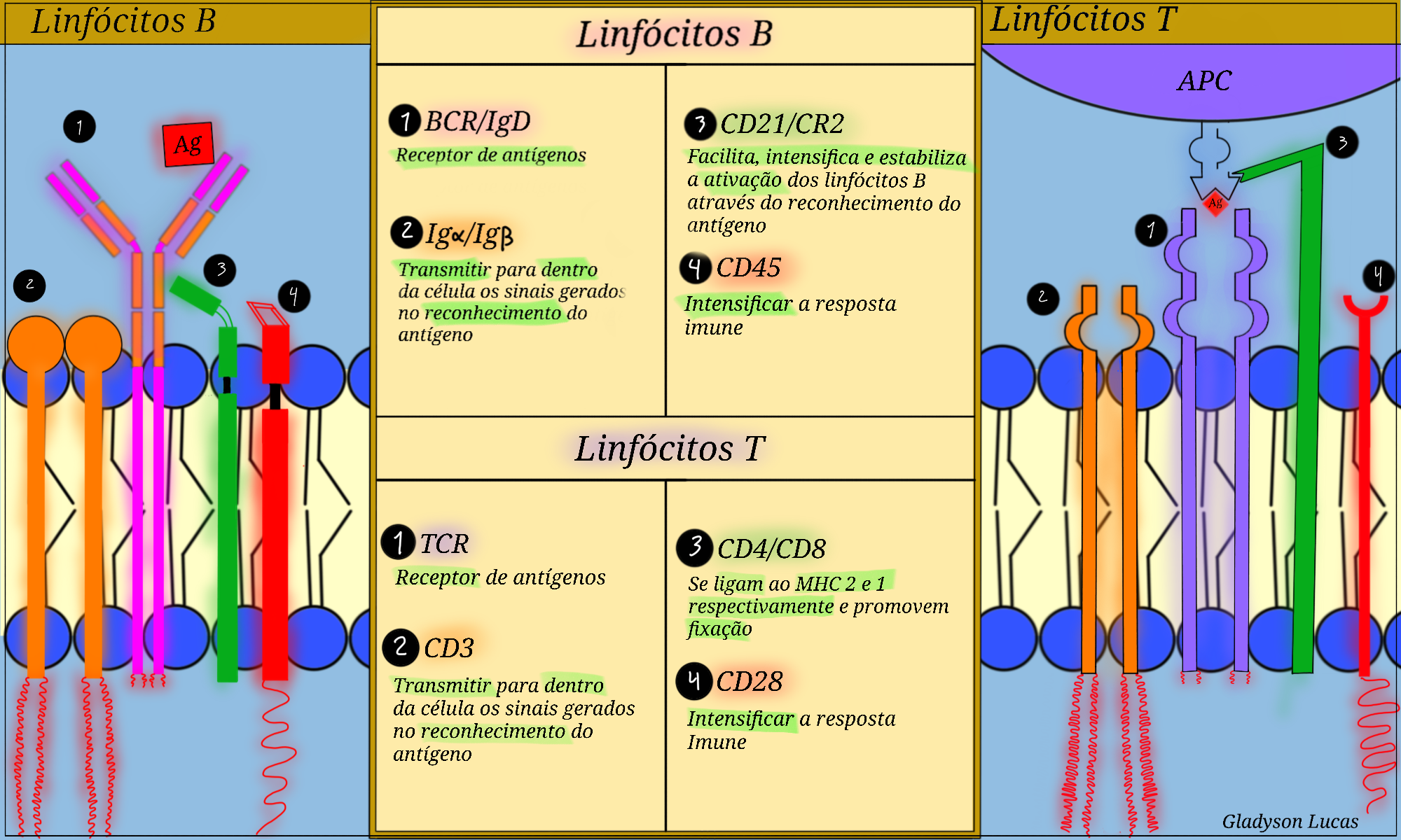 Receptores De Linfócitos B E Linfócitos T - Imunologia