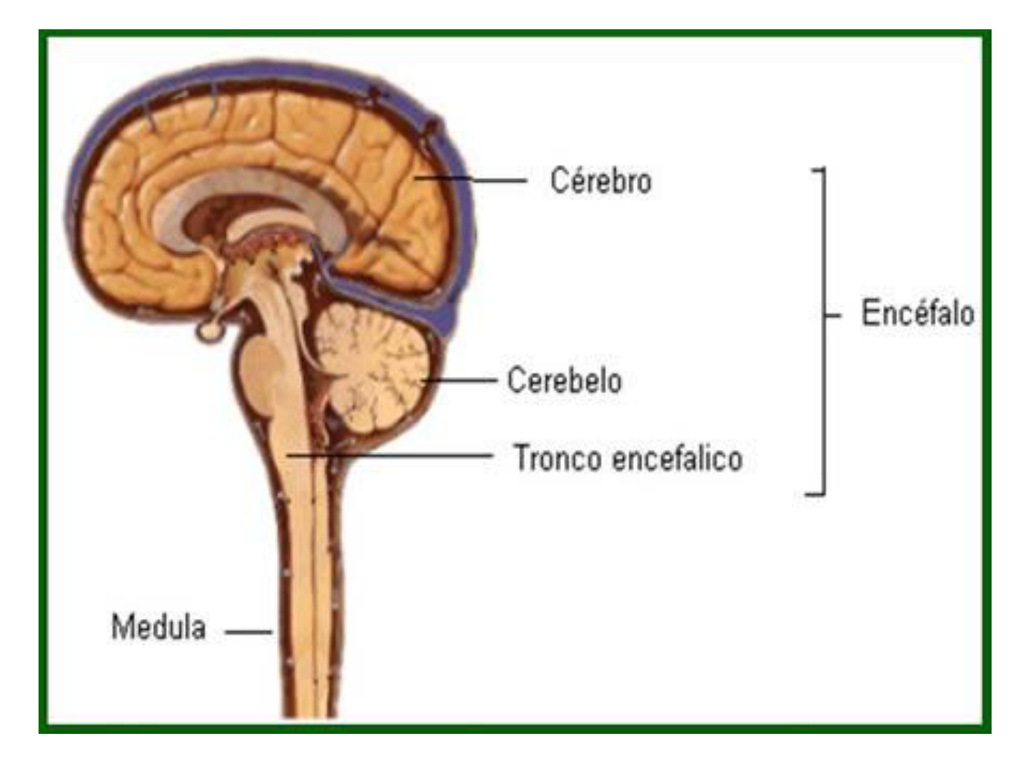 Slide Vias Extrapiramidais - Fisioterapia Neurológica