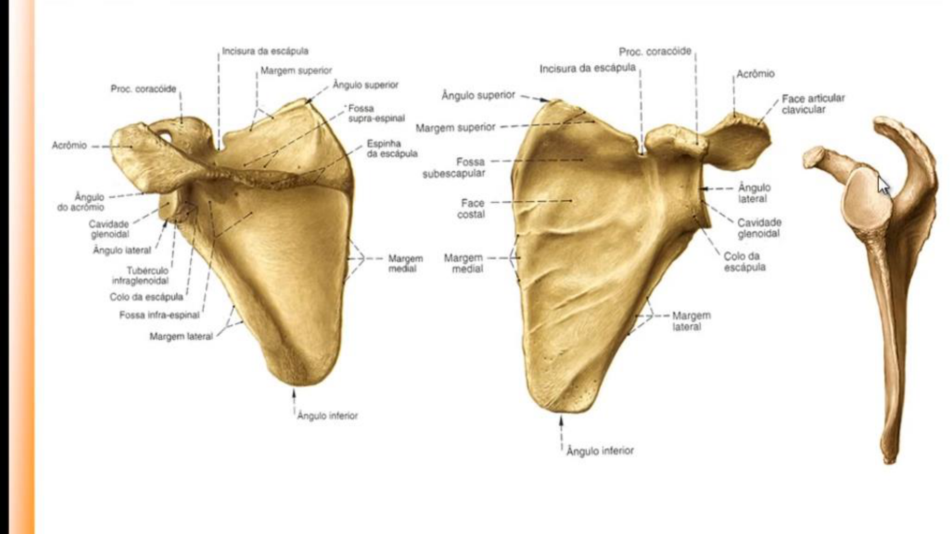 Escápula (omoplata) - Anatomia do osso da cintura escapular