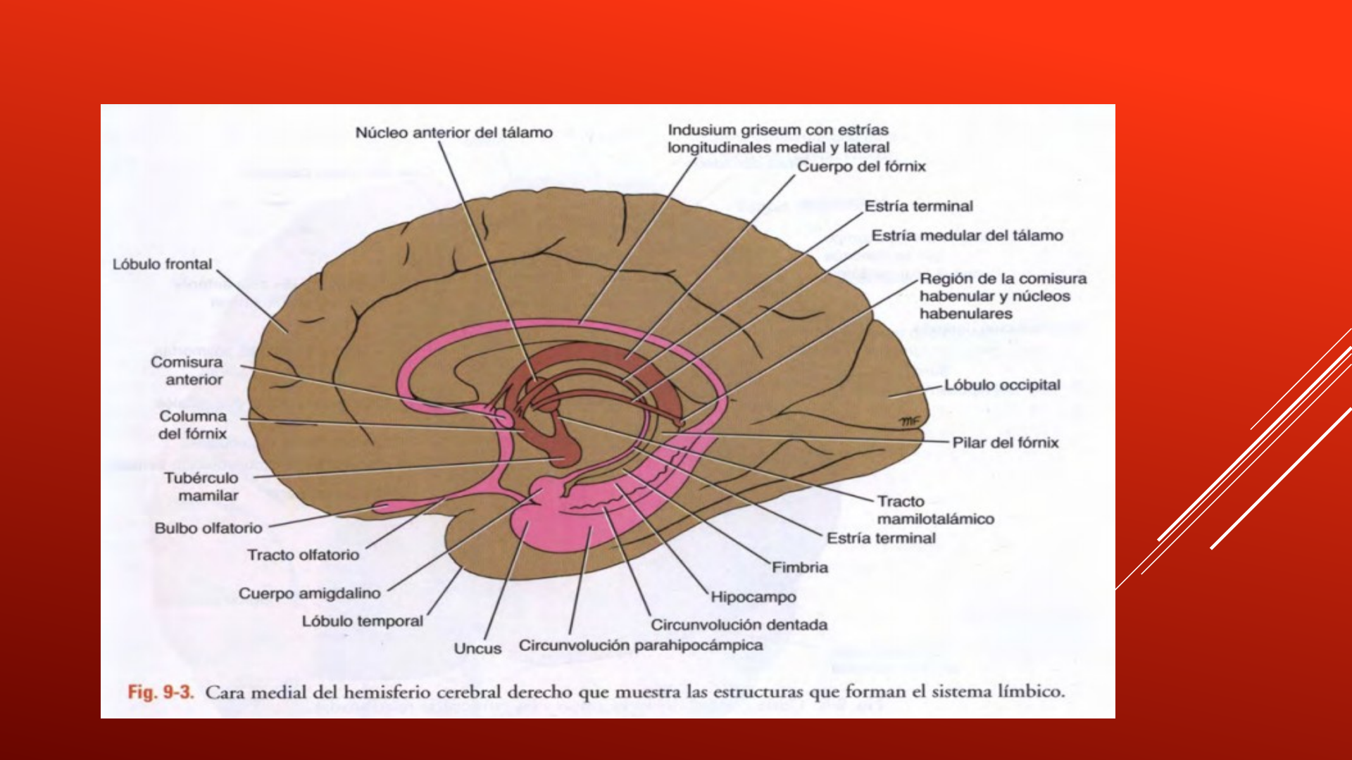 Tálamo: Anatomía, núcleos, función | Kenhub, image size:1920x1080