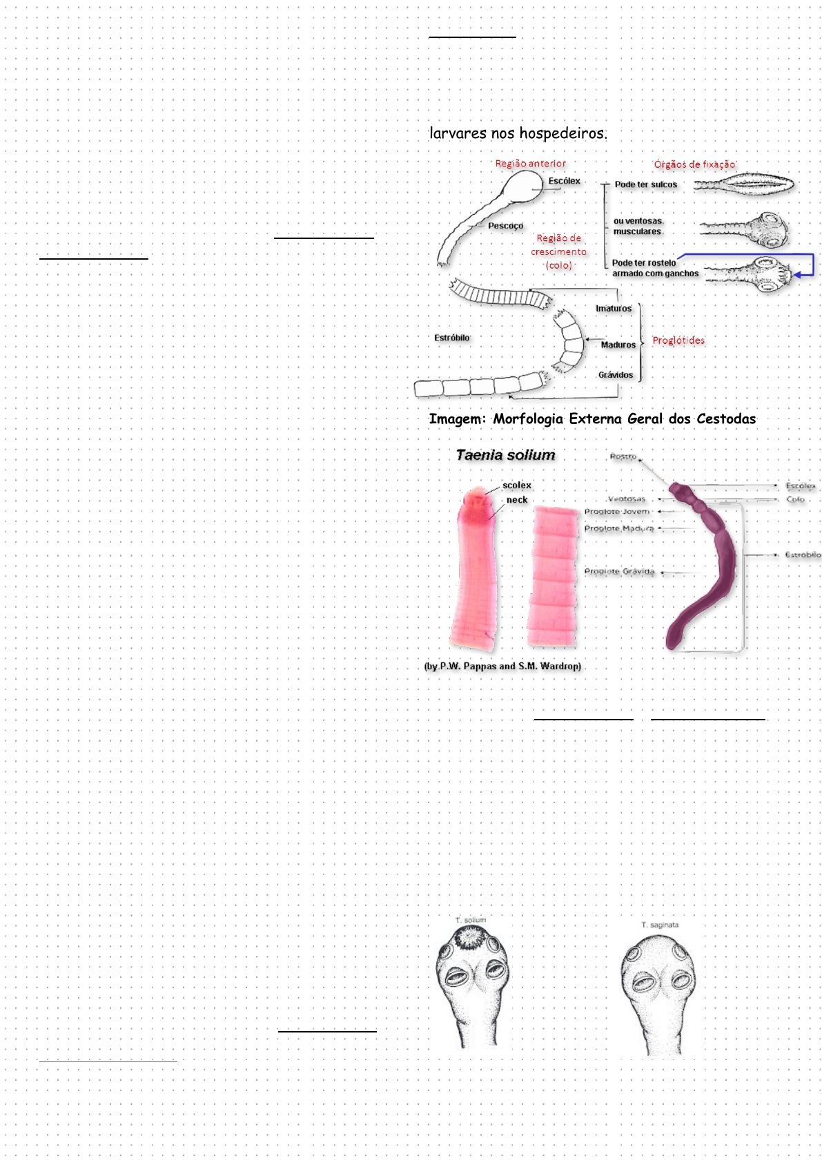 Grátis: Resumo - Taenia sp.: Teníase e Cisticercose - Material Claro e  Objetivo em PDF para Estudo Rápido, image size:1191x1684